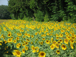 Sunflower-Field-Provence-2003-014-250x188